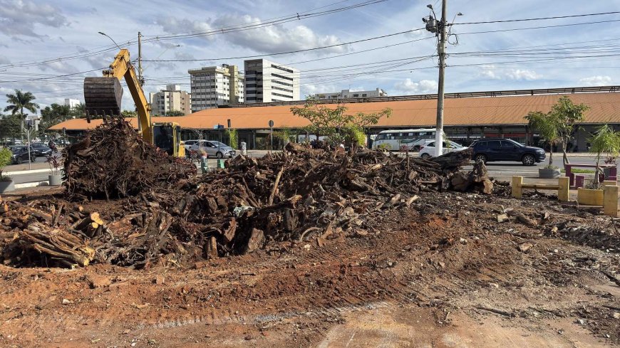 Prefeitura conclui supressão de Ficus elastica e realizará plantio de substituição