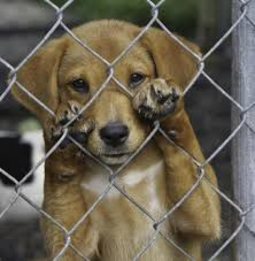 Homem é preso por maus-tratos a cachorro em Sete Lagoas